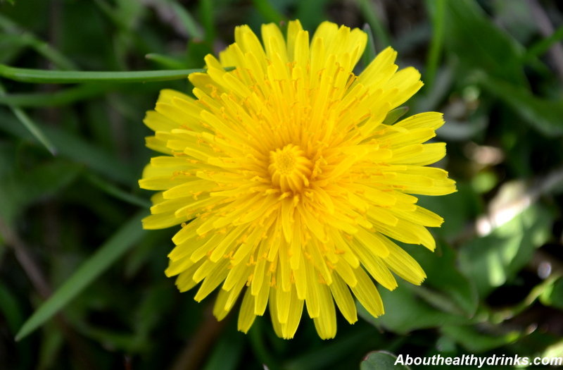 dandelion flower